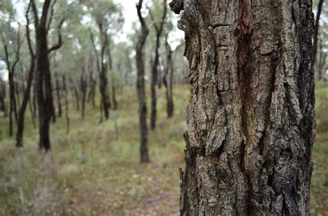 ironbark forest